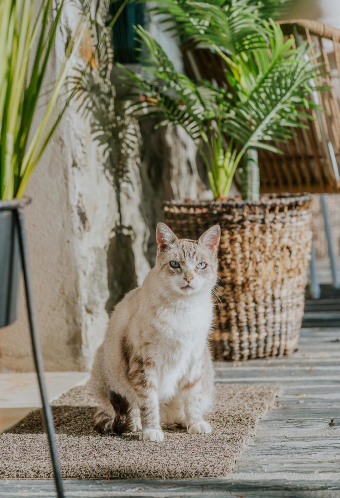 فيلا Casa Relogio De Sol لاميغو المظهر الخارجي الصورة